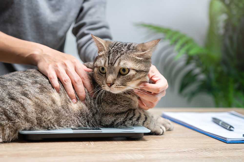 A tabby cat sitting on a digital scale while being gently held by a person during a weigh-in.