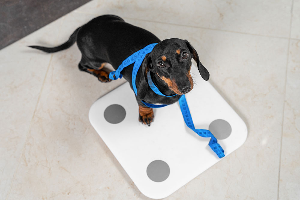 A black and tan Dachshund standing on a white digital scale with a blue measuring tape wrapped around its neck.