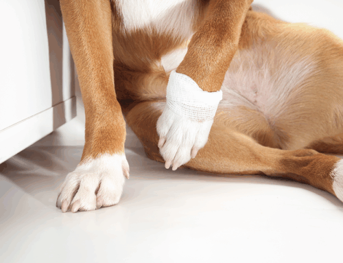 Caring for Pets with Osteoarthritis: A Comprehensive Guide