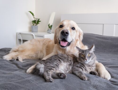 How to Keep Your Pet Entertained During Recovery: Crate-Friendly Ideas
