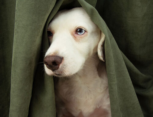 Behavioral Health: Managing Separation Anxiety in Pets